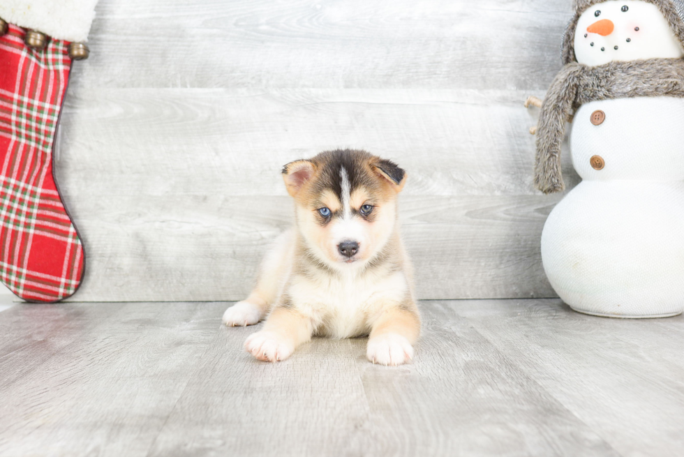 Best Pomsky Baby