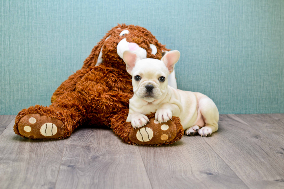 Popular French Bulldog Purebred Pup