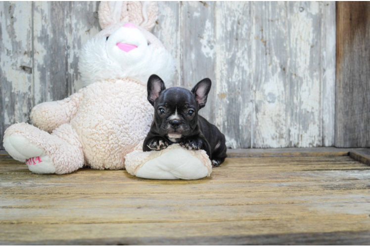 French Bulldog Pup Being Cute