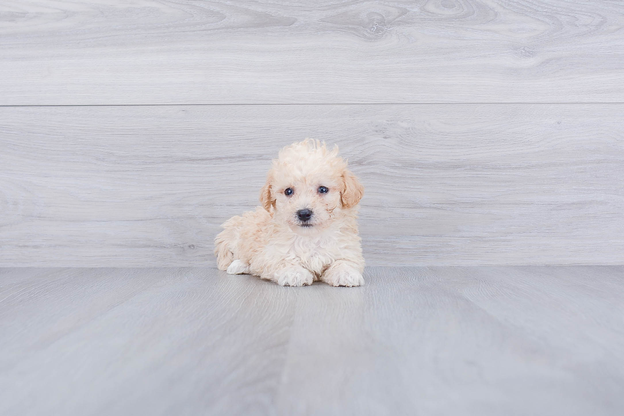 Hypoallergenic Maltese Poodle Poodle Mix Puppy