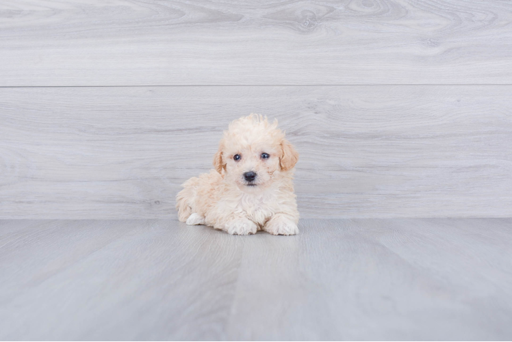 Hypoallergenic Maltese Poodle Poodle Mix Puppy