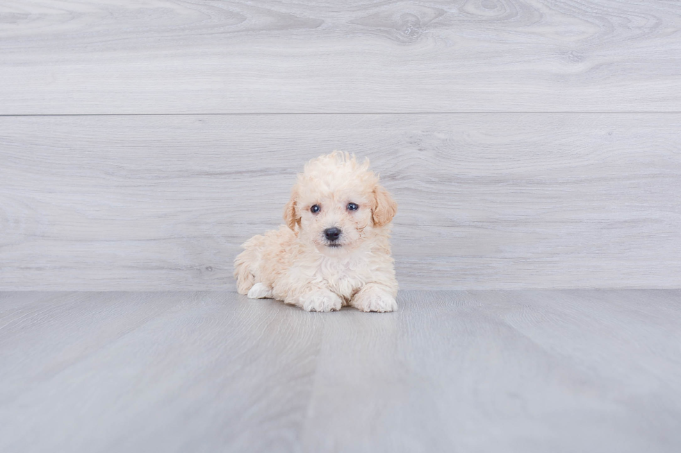 Hypoallergenic Maltese Poodle Poodle Mix Puppy