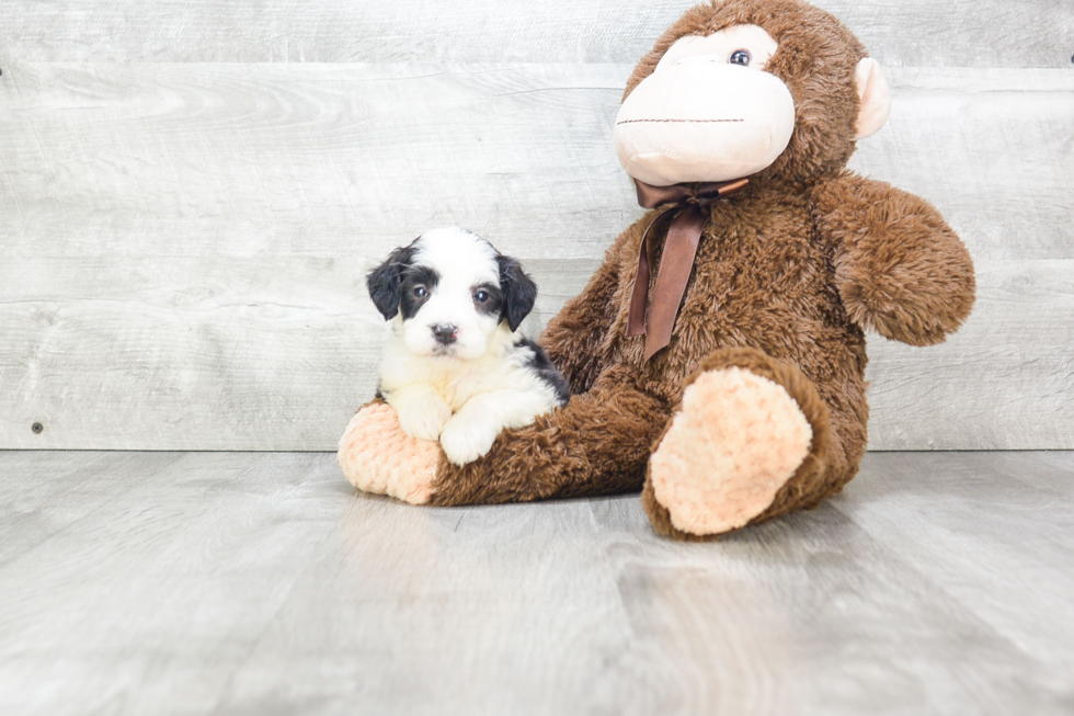 Fluffy Mini Bernedoodle Poodle Mix Pup