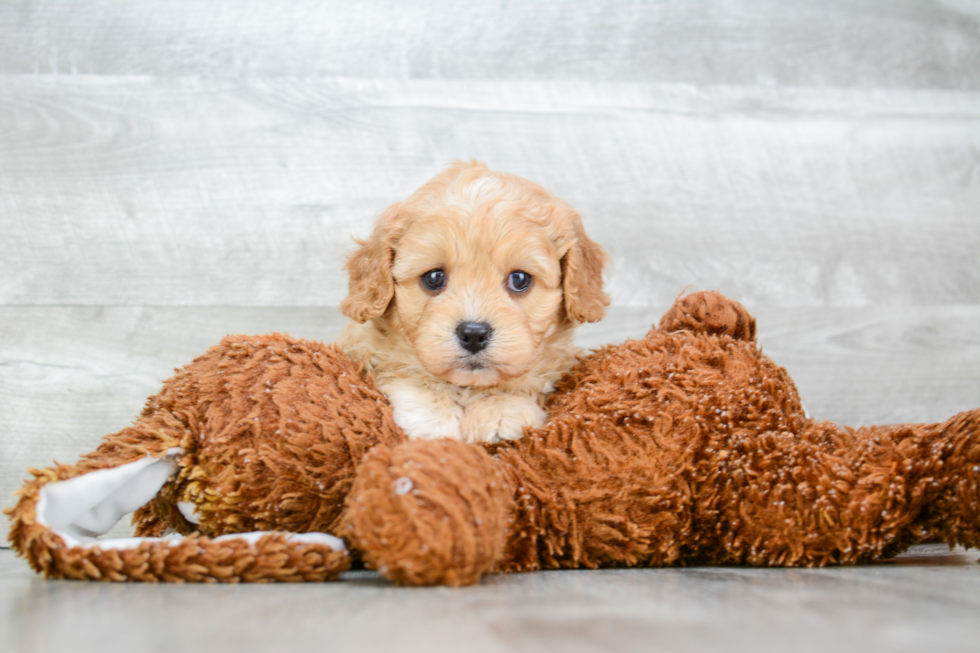 Best Cavapoo Baby