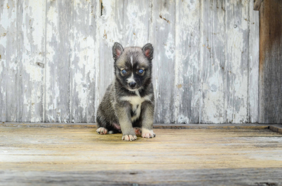 Sweet Pomsky Baby