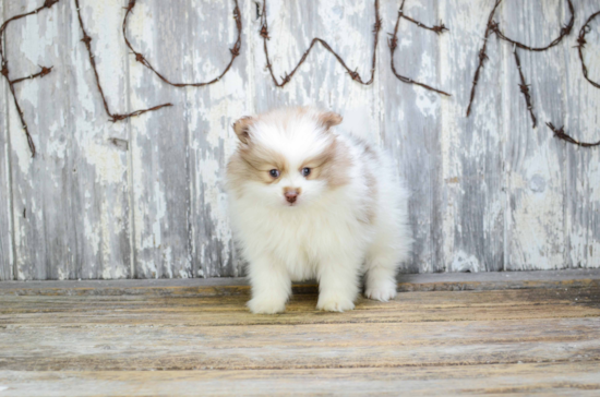 Pomeranian Pup Being Cute