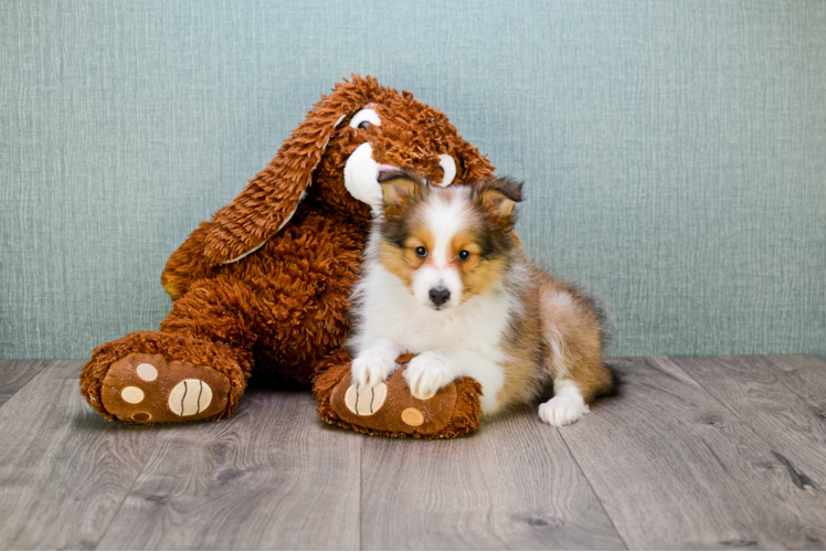 Cute Sheltie Baby