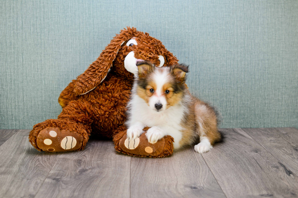 Cute Sheltie Baby