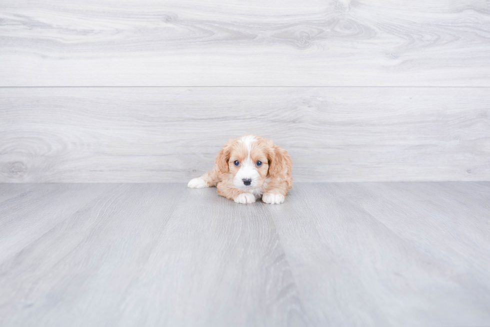 Cavapoo Puppy for Adoption