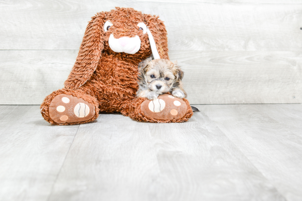 Maltipoo Puppy for Adoption