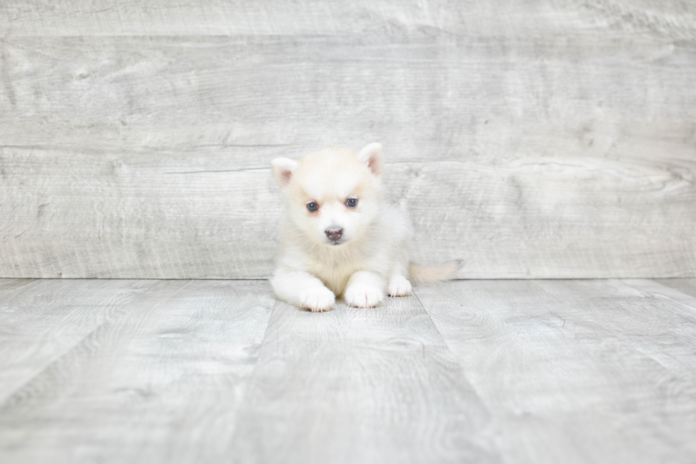 Pomsky Puppy for Adoption