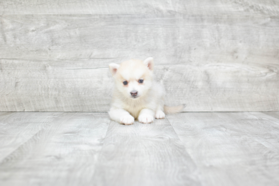 Pomsky Puppy for Adoption