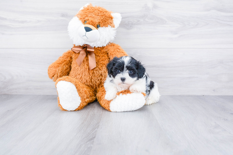 Teddy Bear Puppy for Adoption