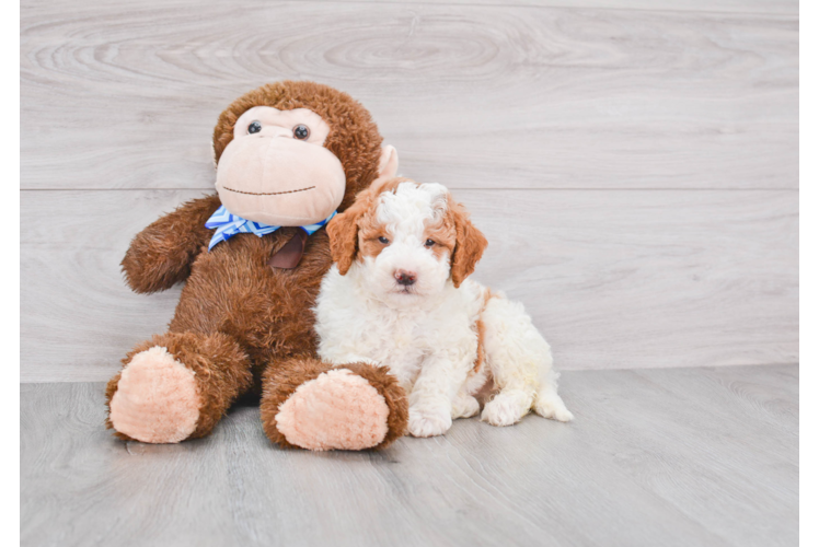 Best Mini Goldendoodle Baby