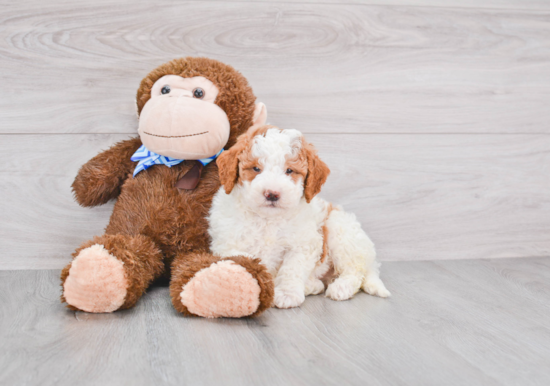 Best Mini Goldendoodle Baby