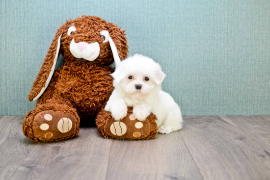 Sweet Maltese Purebred Puppy