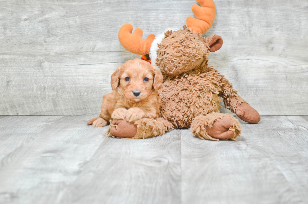 Cavapoo Pup Being Cute