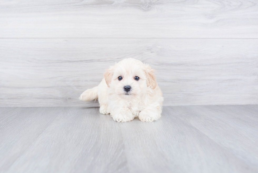 Smart Maltipoo Poodle Mix Pup