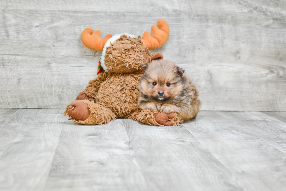 Little Pomeranian Baby