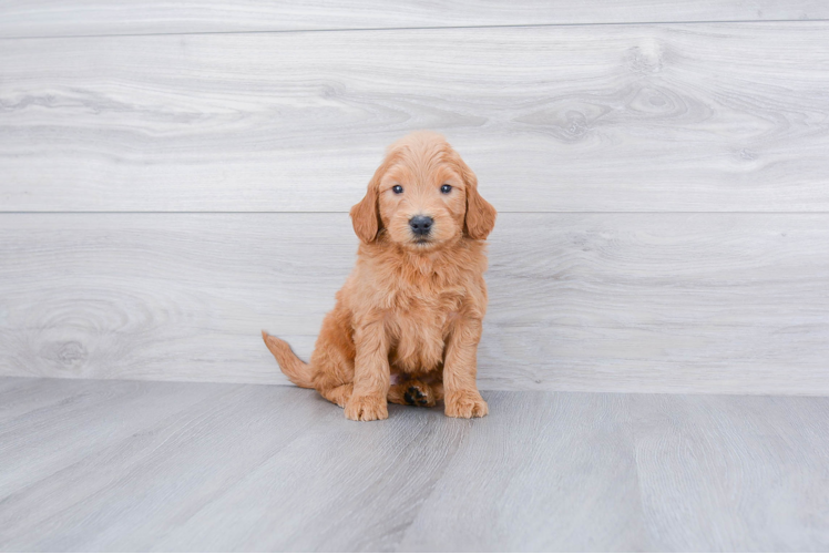 Petite Mini Goldendoodle Poodle Mix Pup