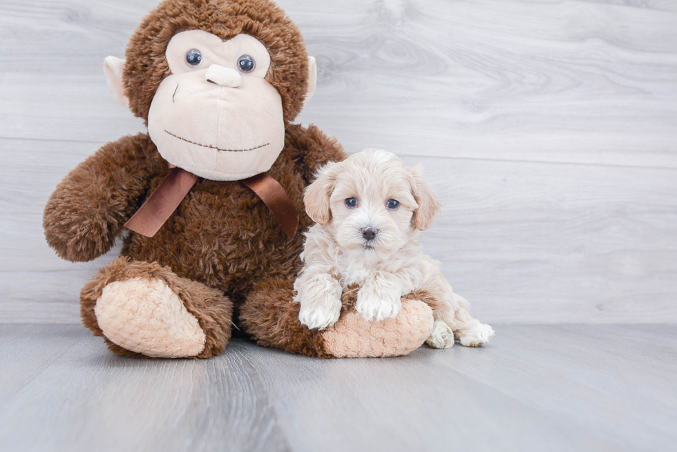 Maltipoo Pup Being Cute