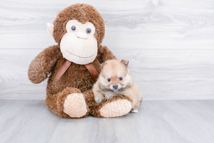 Pomeranian Puppy for Adoption