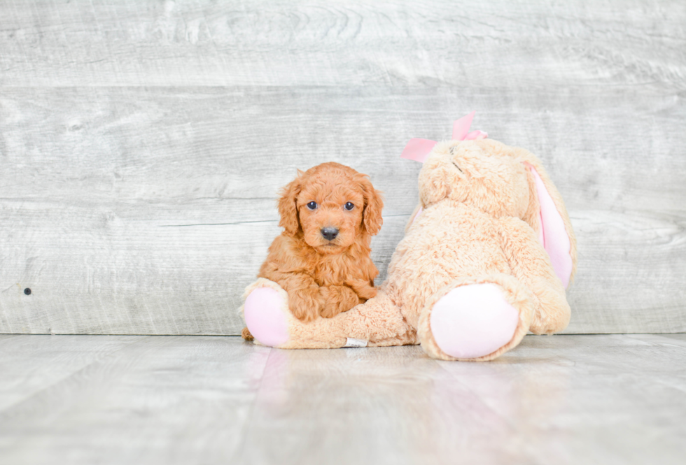 Fluffy Mini Goldendoodle Poodle Mix Pup