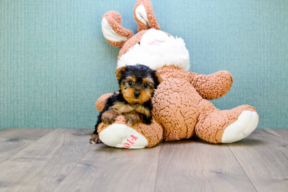 Meet Twinkle - our Yorkshire Terrier Puppy Photo 