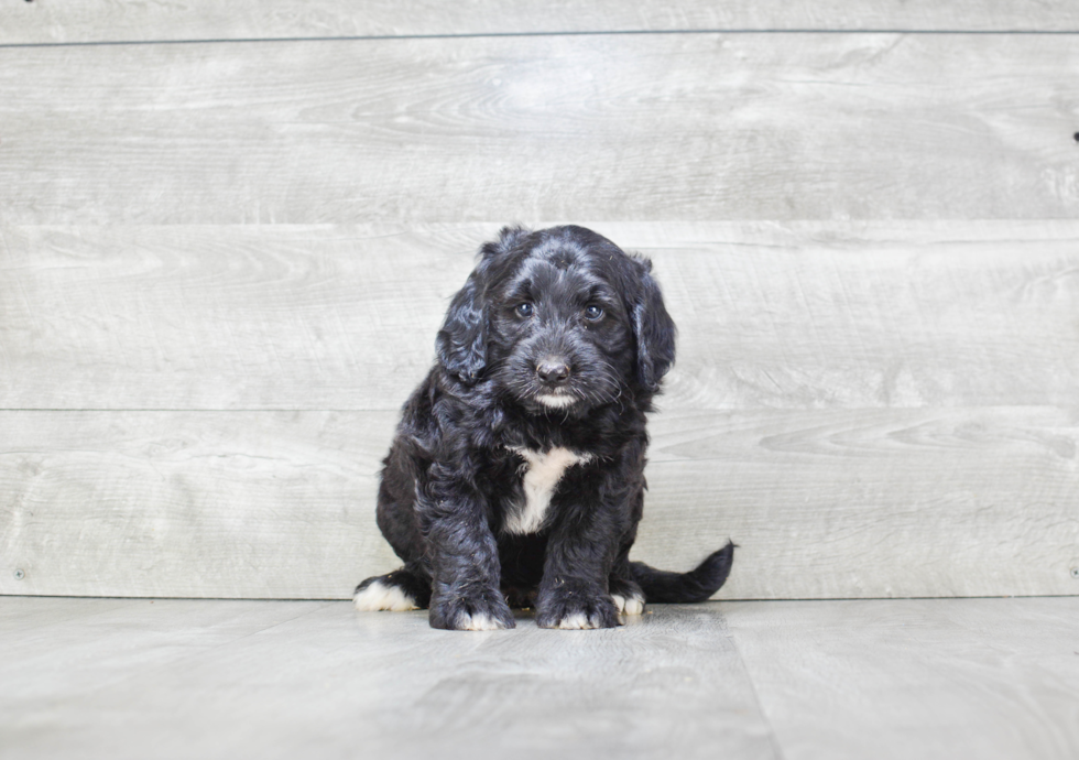 Mini Bernedoodle Puppy for Adoption