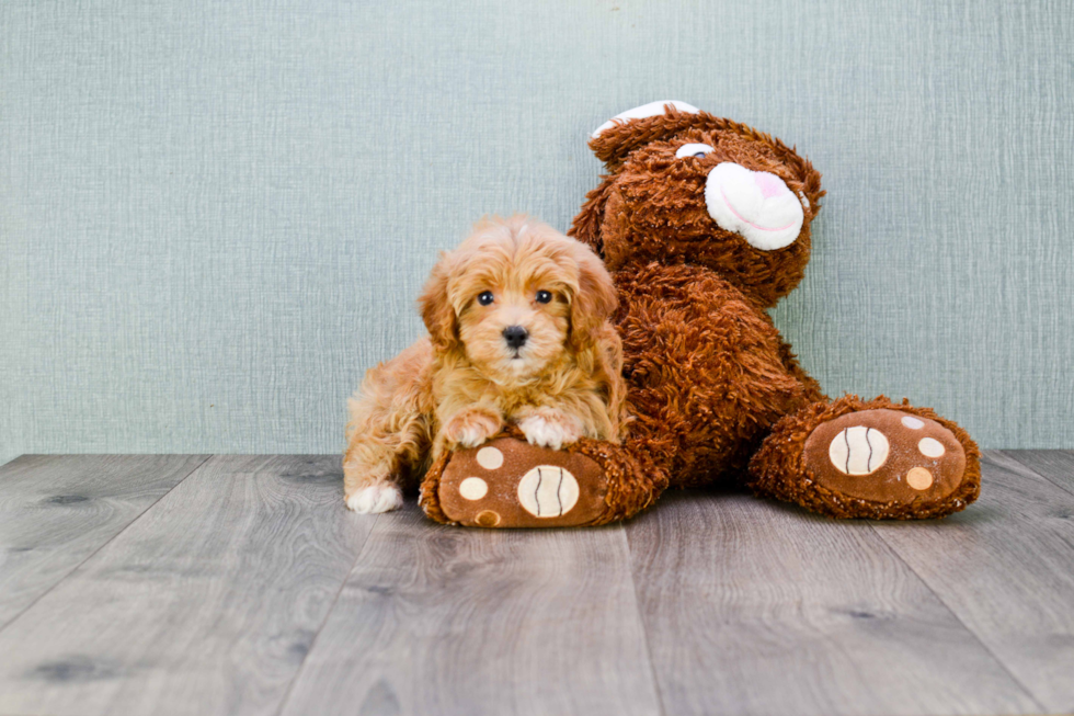 Adorable Cavoodle Poodle Mix Puppy