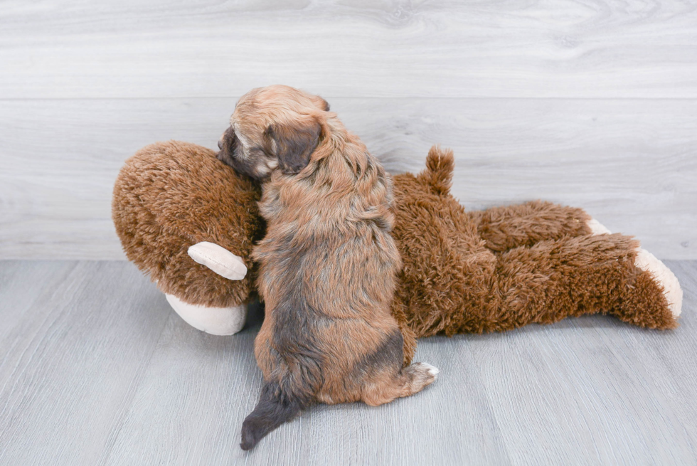 Sweet Havanese Purebred Puppy