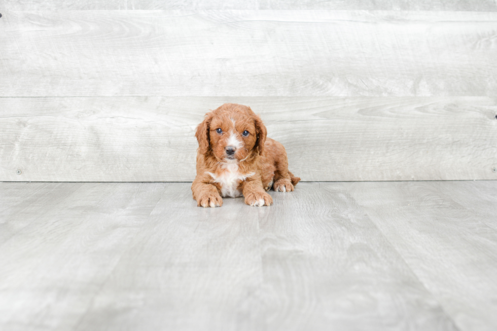 Popular Cavapoo Poodle Mix Pup