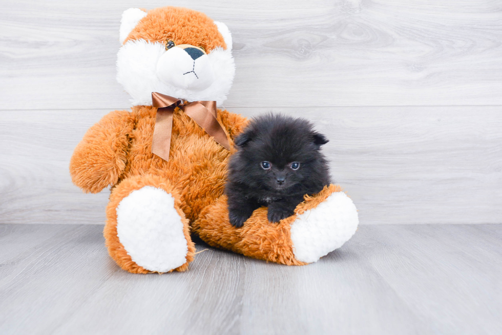 Pomeranian Pup Being Cute