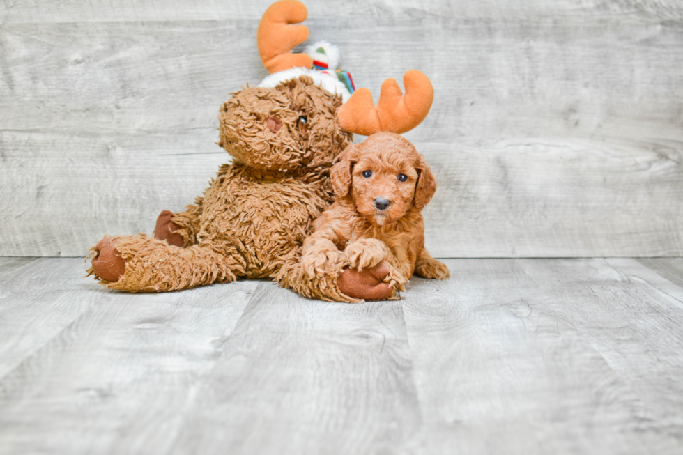 Mini Goldendoodle Puppy for Adoption