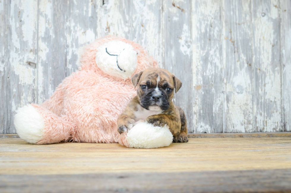 Best English Bulldog Baby