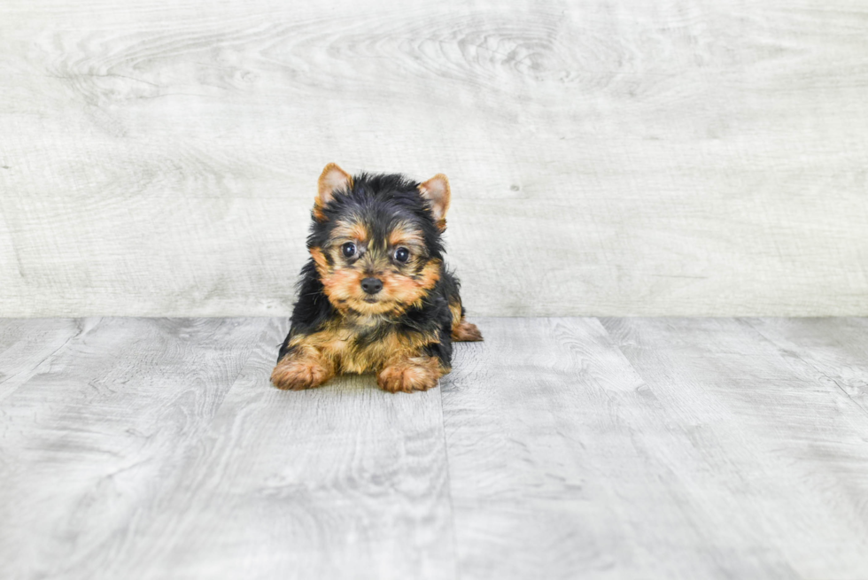 Meet Adrianna - our Yorkshire Terrier Puppy Photo 