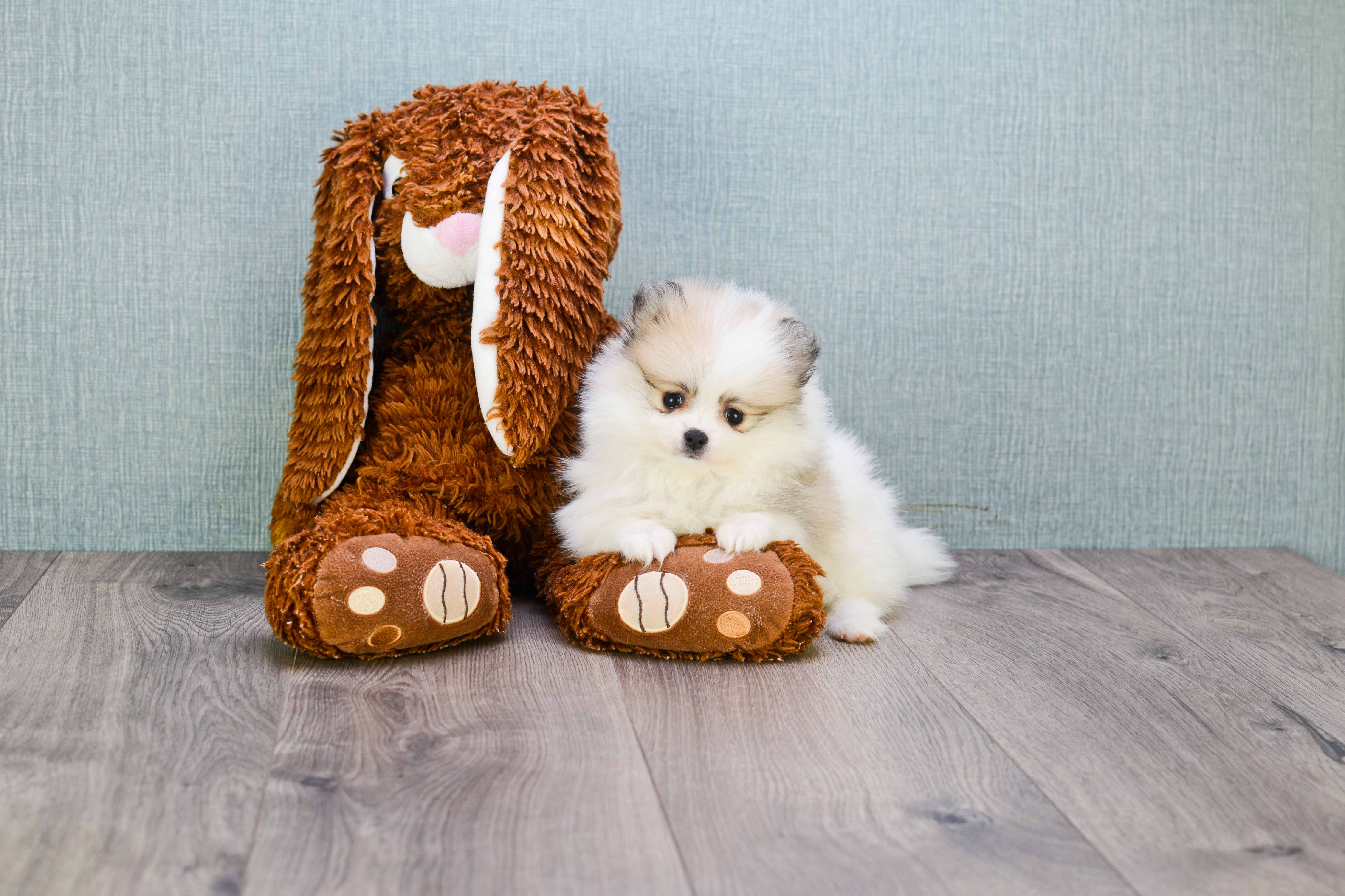 Funny Pomeranian Purebred Pup