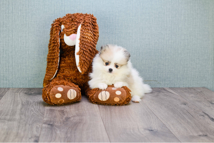 Funny Pomeranian Purebred Pup