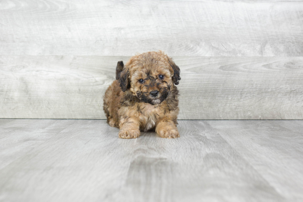 Sweet Maltipoo Baby