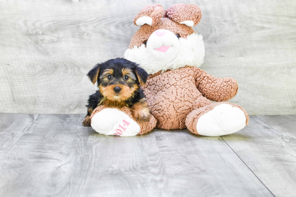 Meet Jeremy - our Yorkshire Terrier Puppy Photo 