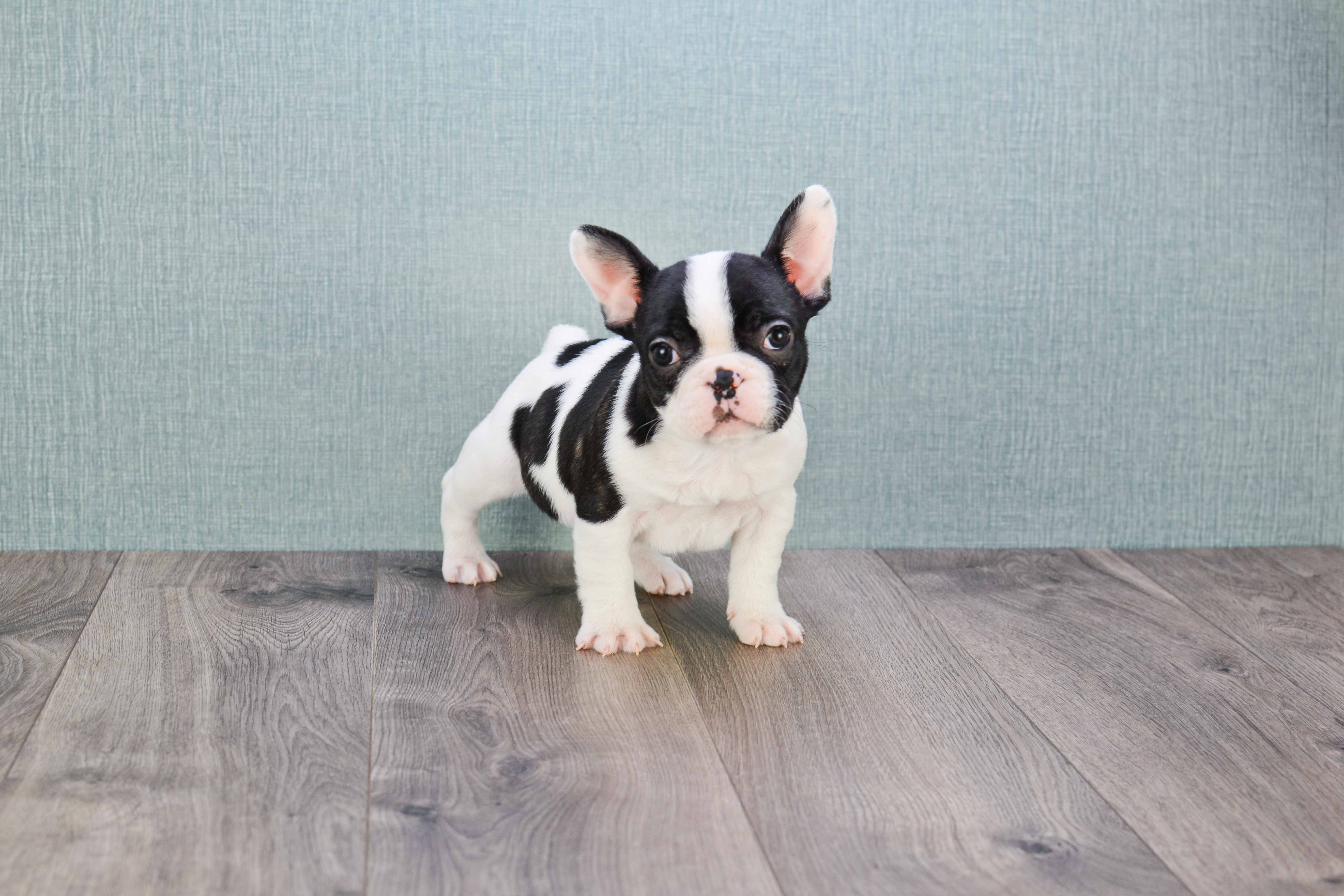 French Bulldog Pup Being Cute