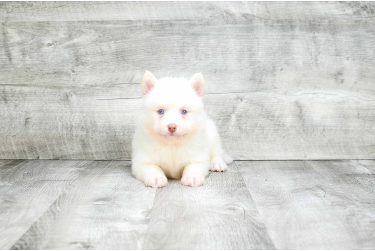 Pomsky Pup Being Cute