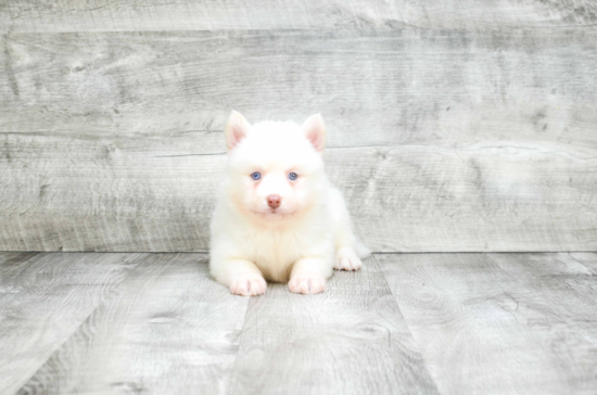 Pomsky Pup Being Cute