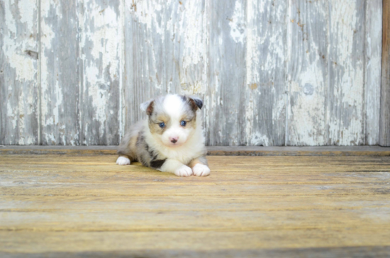 Smart Mini Aussiedoodle Poodle Mix Pup