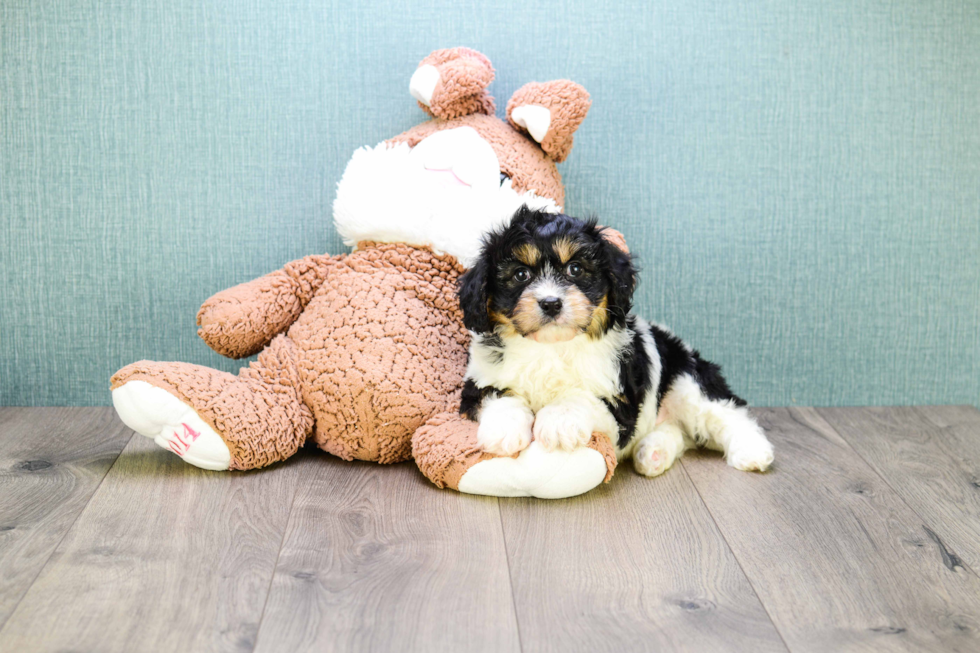 Cavachon Pup Being Cute