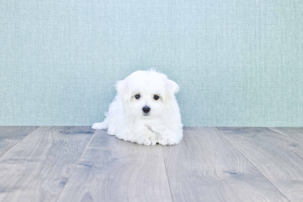 Friendly Maltese Baby