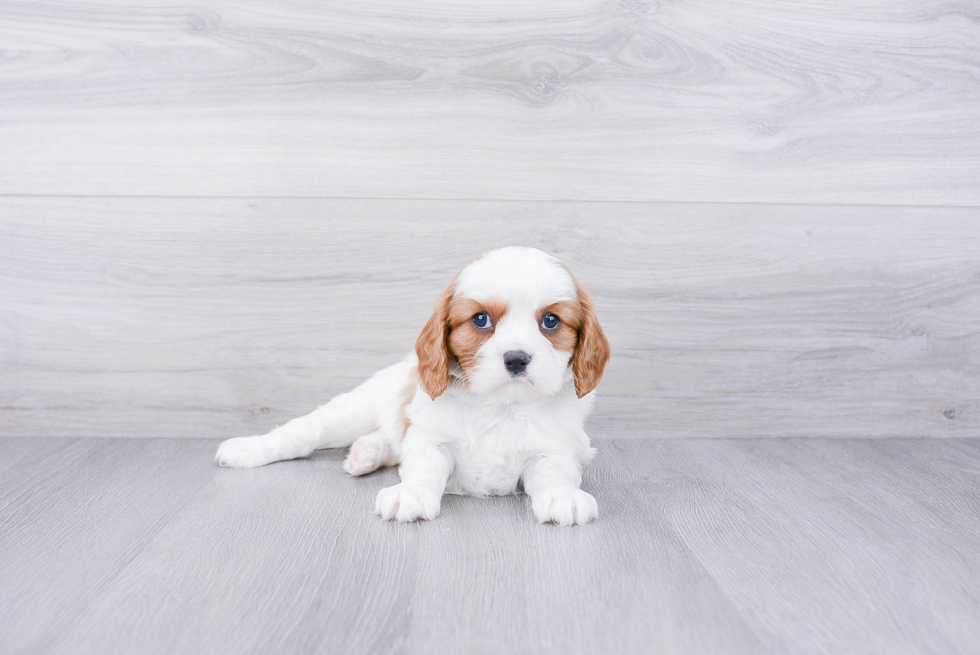 Playful Cavalier King Charles Spaniel Baby