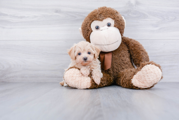 Maltipoo Puppy for Adoption