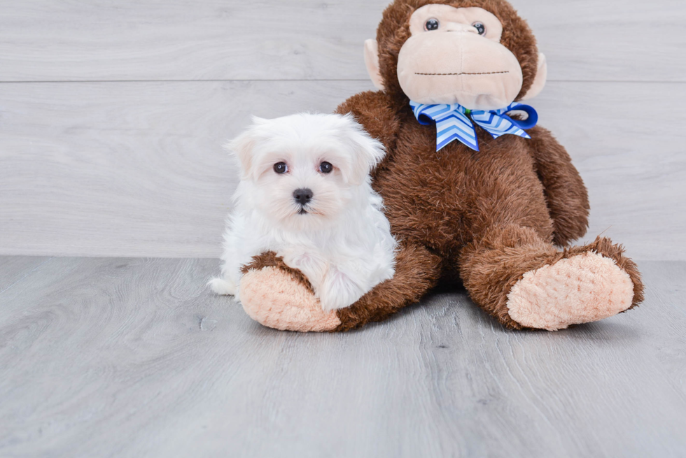 Maltese Puppy for Adoption