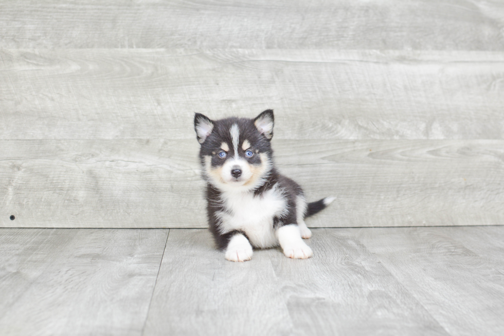 Cute Pomsky Baby